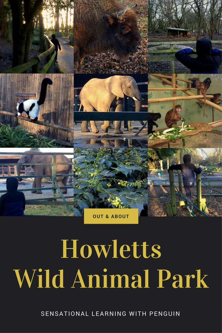 Out & About with Penguin - Howletts Wild Animal Park - Sensational Learning with Penguin #autism #daysout #elephants #homeed #homeschool #learningdifferences #Kent