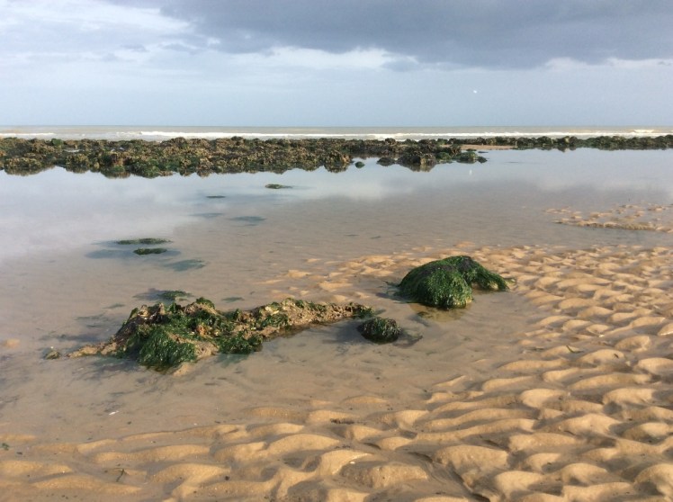 Rock Pooling East Sussex 2017