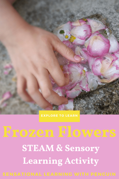 Frozen Flowers: An Early Learning STEAM & Sensory Activity. Learn about Liquid and Solid Forms, as well as Flowers and their Names, while exploring Colours, Scents, Temperatures, Tactile Sensations and more. A post from sensationallearningwithpenguin.com