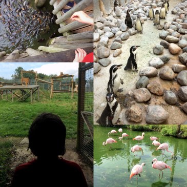 A Visit to Wingham Wildlife Park - Sensational Learning with Penguin