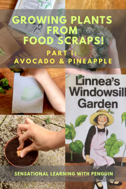 Growing Plants from Food Scraps, Part I: Avocado & Pineapple #Homegrown #GardeningWithKids #HandsOnLearning #MultisensoryLearning sensationallearningwithpenguin.com