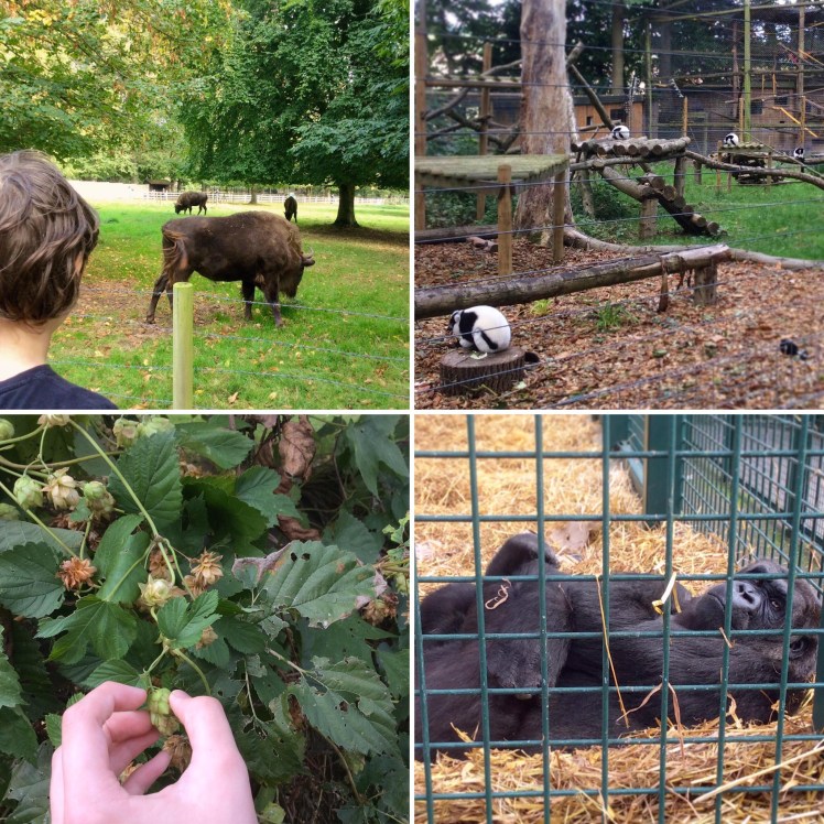 A Visit To Howletts Animal Park & A Simple Follow-Up Activity