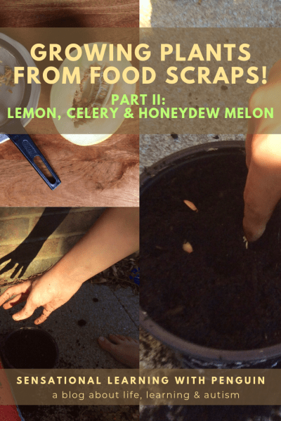 Growing Plants From Food Scraps II: Lemon, Celery & Honeydew Melon!