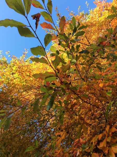 8610586B-A528-4BF4-BCEE-104A55495775