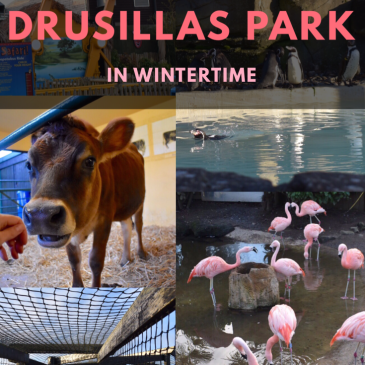 Days Out in the South East: Visiting Drusillas Park in Wintertime! #FamilyDaysOut #ExperientialLearning #Sussex