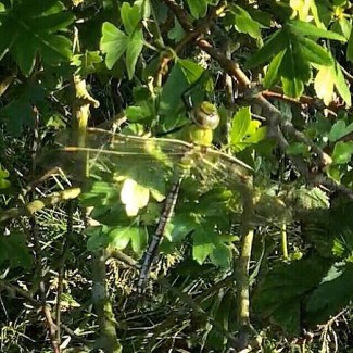 26F006E2-6DEF-4C74-AD22-E631B70E0F1A