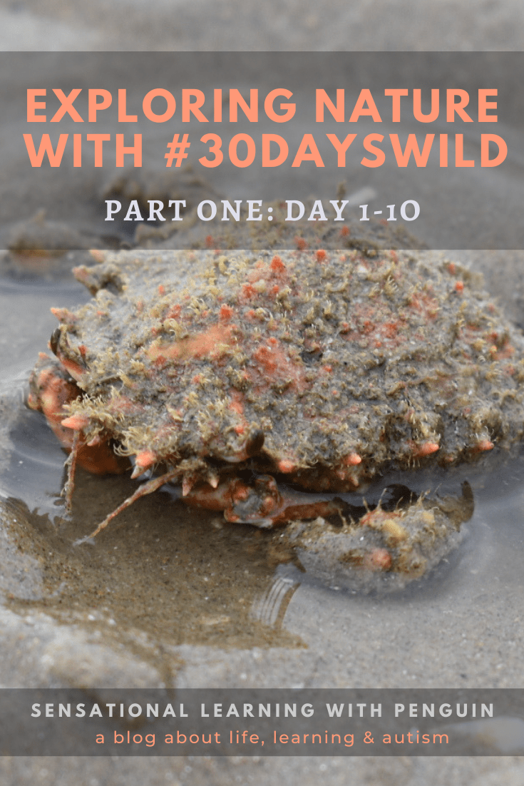 Exploring Nature With #30DaysWild, Part One: Day 1-10 #Multisensory hands-on #learning about #nature and #wildlife, with the #WildlifeTrusts 30 Days Wild! #Sensory rich experiences together with our son who is #autistic and had #LearningDisability For more, follow us at sensationallearningwithpenguin.com !