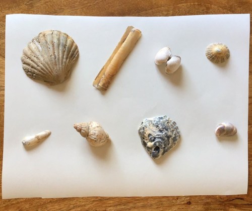 Seashells without names