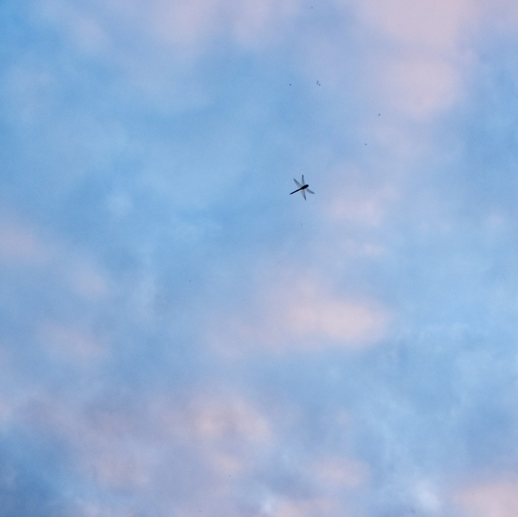 Dragonfly against an evening sky shifting in clouds of blues and pinks. Photo taken in October 2021. Included in the post: 'How is your functioning...?' on http://sensationallearningwithpenguin.com